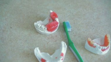 İnsan jaws 4 k diş işyerinde yatan diş fırçası ile modelleri