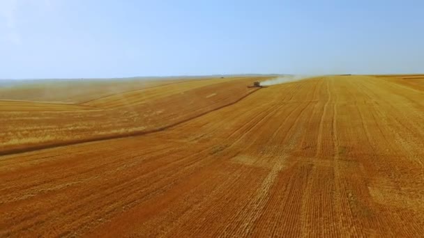 Flygfoto över moderna skördetröska samlar vete grödan i 4k — Stockvideo