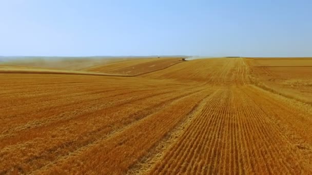 Повітряний вид на сучасний комбайн збирає урожай пшениці в 4K — стокове відео