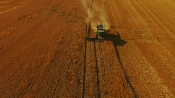 Luftaufnahme eines modernen Mähdreschers sammelt die Weizenernte in 4k — Stockvideo