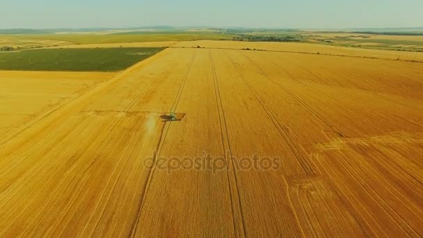 Luftaufnahme eines modernen Mähdreschers sammelt die Weizenernte in 4k — Stockvideo