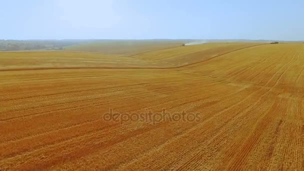 Вид с воздуха на сбор урожая пшеницы на огромном поле в 4К — стоковое видео
