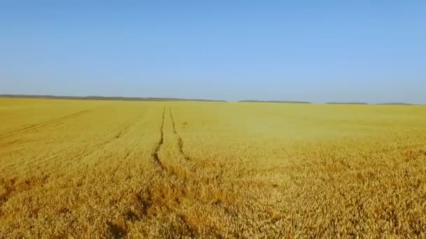Vue aérienne de l'horizon entre ciel clair et fond de champ de blé doré 4K 