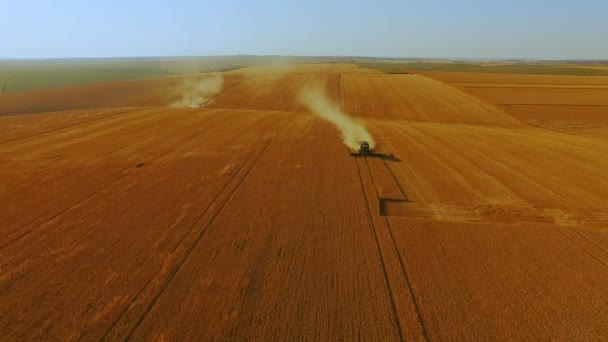 Letecký pohled na shromažďování zlata zralého obilí na poli obrovské 4k — Stock video