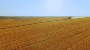 Altın toplama olgun buğday havadan görünümü büyük alanda 4k