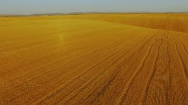 Altın, hava görünümünü kamaşma ile olgun buğday arka plan 4 k