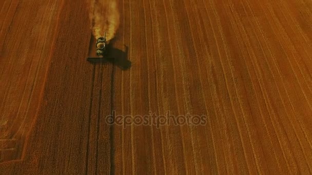 Vue aérienne de la récolte de blé mûr en or sur l'immense champ 4K — Video