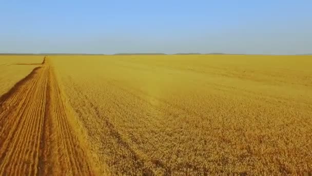 Aerial view of golden ripe wheat background in 4K — Stock Video