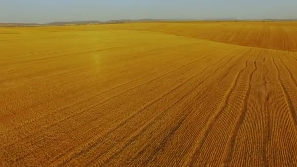 Letecký pohled na zlaté, s odsuzujícím pohledům, zralé pšenice pozadí v rozlišení 4k — Stock video