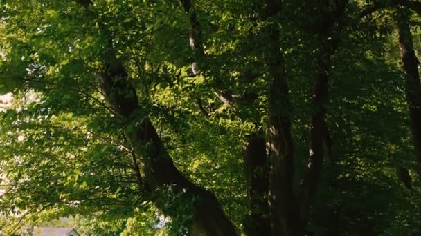 Blick auf grüne Sommerbäume am sonnigen Himmel Hintergrund 4k — Stockvideo