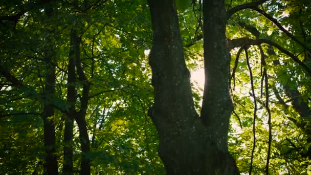 맑은 하늘 배경 4 k에 오래 된 녹색 여름 나무의 보기 — 비디오