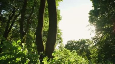 Güneşli gökyüzü arka plan 4k üzerinde yeşil yaz ağaç görünümü