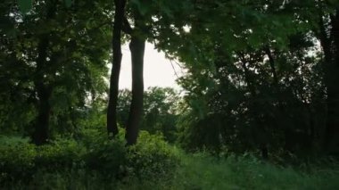 Yeşil Yaz orman doğa 4k