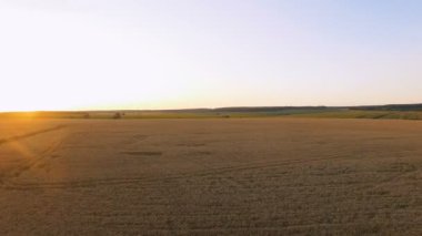 Pitoresk buğday alanları günbatımı hava görünümünü. 4k