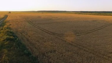 Pitoresk buğday alanları günbatımı hava görünümünü. 4k