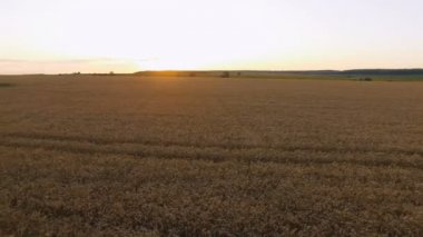 Pitoresk buğday alanları günbatımı hava görünümünü. 4k