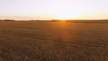 Pitoresk buğday alanları günbatımı hava görünümünü. 4k