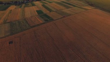 Pitoresk buğday alanları günbatımı hava görünümünü. 4k