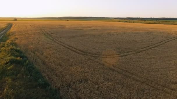 夕阳中风景如画的麦田的鸟瞰图。4k — 图库视频影像