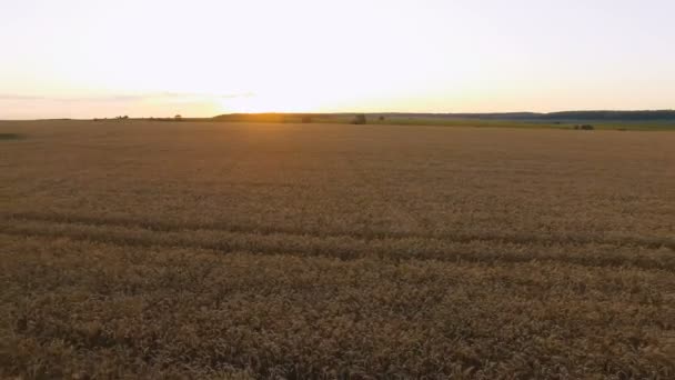 Vista aérea de pintorescos campos de trigo al atardecer. 4K — Vídeos de Stock