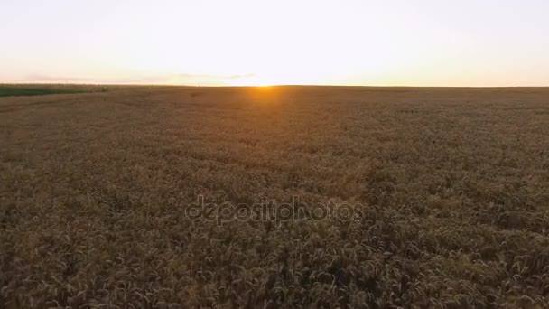 Vista aérea de pintorescos campos de trigo al atardecer. 4K — Vídeo de stock