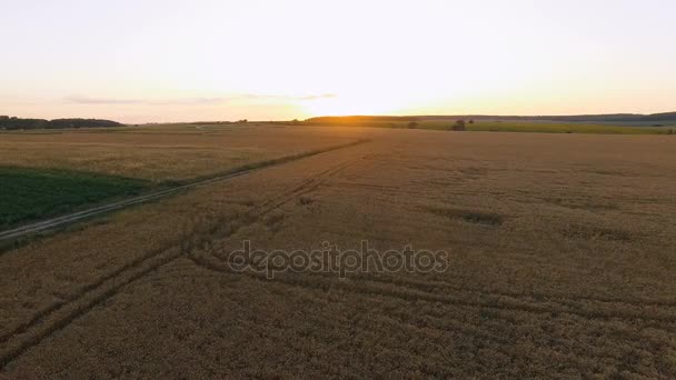 Vista aérea de pintorescos campos de trigo al atardecer. 4K — Vídeos de Stock