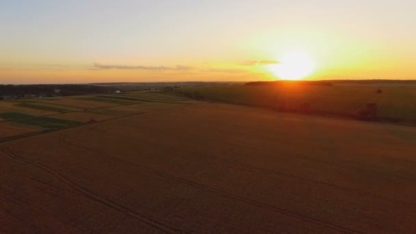 Vista aérea de campos de trigo pitorescos no por do sol. 4K — Vídeo de Stock