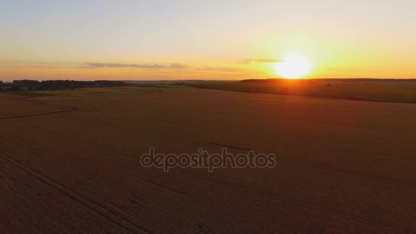 夕阳中风景如画的麦田的鸟瞰图。4k — 图库视频影像
