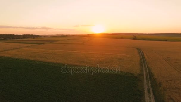 Вид с воздуха на живописные пшеничные поля на закате. 4K — стоковое видео