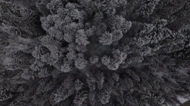 Kuzeydeki kış ormanı üzerinde uçuş, gökyüzü manzaralı.