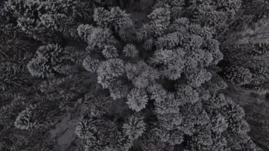 Kuzeydeki kış ormanı üzerinde uçuş, gökyüzü manzaralı.