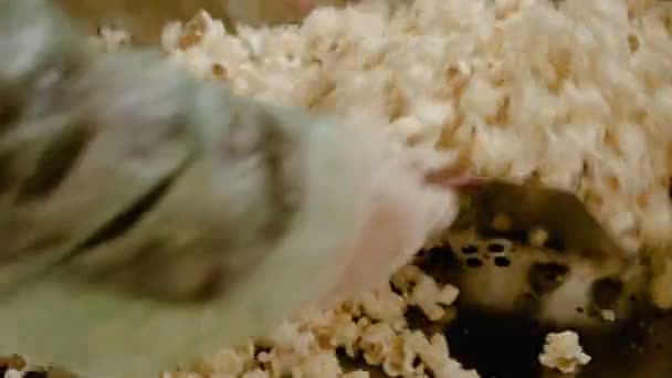 pop-corn frais rôti mettant sur des portions sur l'usine 4K 