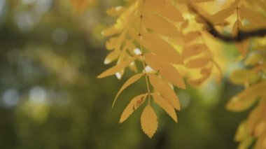 Renkli rowan ağacı yaprakları ve meyveleri kırmızı sonbahar parkta 4 k