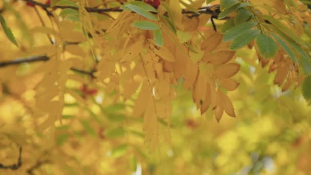 Feuilles de rowan colorées et baies rouges dans le parc d'automne 4K 