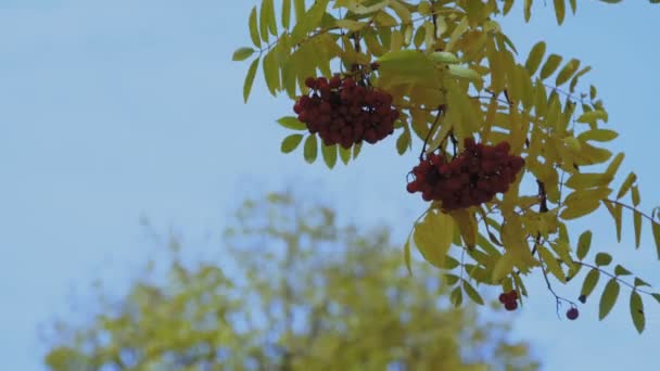 Folhas de árvores rowan coloridas e bagas vermelhas no parque de outono 4K — Vídeo de Stock