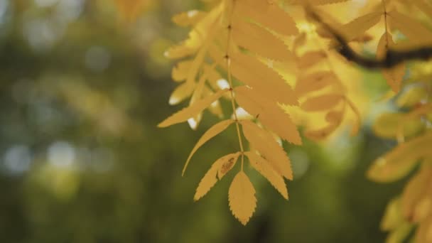 Feuilles de rowan colorées et baies rouges dans le parc d'automne 4K — Video