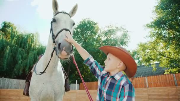 Mladý malý kovboj hladí hezká bílý kůň na oblasti. 4k — Stock video