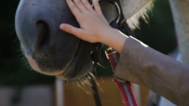 Çok kadın teen ceressing dostu beyaz at üzerinde bir alanda. 4k