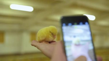 Çiftçi, kümes hayvanları çiftliğinde akıllı telefonlu küçük bir tavuğun fotoğrafını çekiyor.