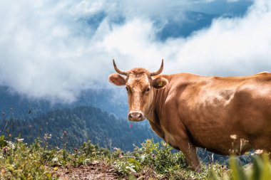 İnek kameraya bakıp yonca yiyor. Alp Dağları manzarası, sütlü çikolata reklamı