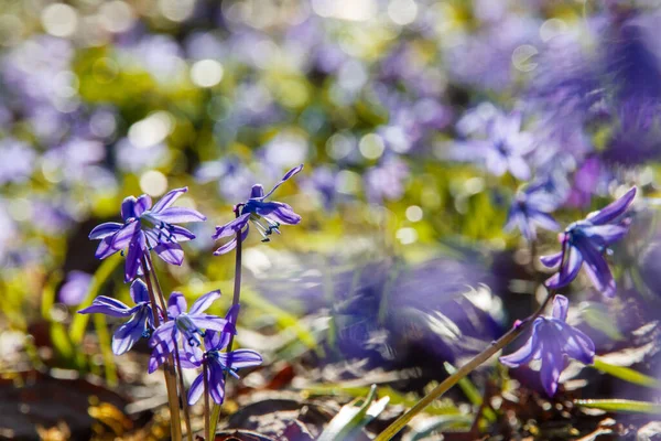 Forest Flowers Blue Lavender Krasnaya Polyana Sochi Russia — Stock Photo, Image