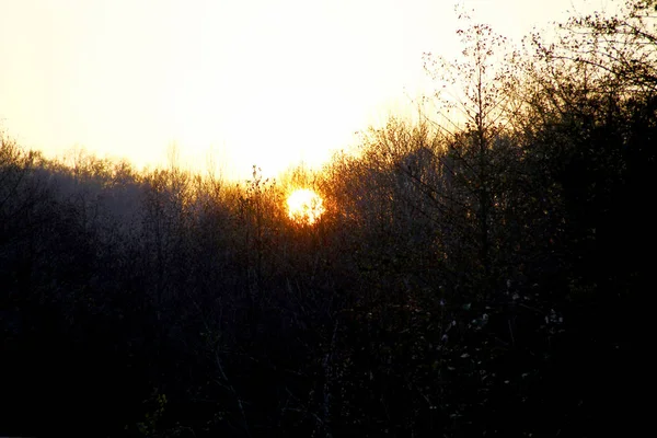 Turuncu Gökyüzü Ile Sonbahar Ormanında Gün Batımı — Stok fotoğraf