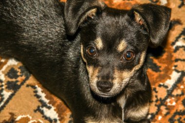 Chihuahua cinsi bir köpeğin yakın plan portresi.