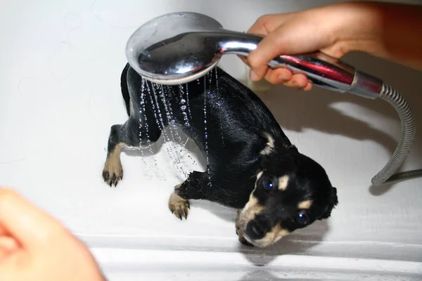 Nahaufnahme Porträt Des Chihuahua Rassehundes Der Der Badewanne Unter Der — Stockfoto