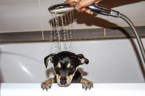 Nahaufnahme Porträt Des Chihuahua Rassehundes Der Der Badewanne Unter Der — Stockfoto