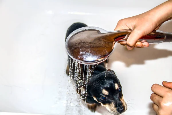 Close Portrait Chihuahua Breed Dog Sitting Bathtub Shower — Stock Photo, Image