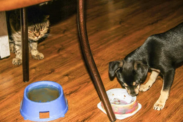 Chihuahua Hund Frisst Futter Während Die Katze Schlange Steht — Stockfoto