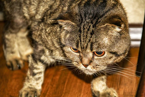 Gato Tabby Británico Encuentra Suelo Madera Dentro Casa Habitación —  Fotos de Stock