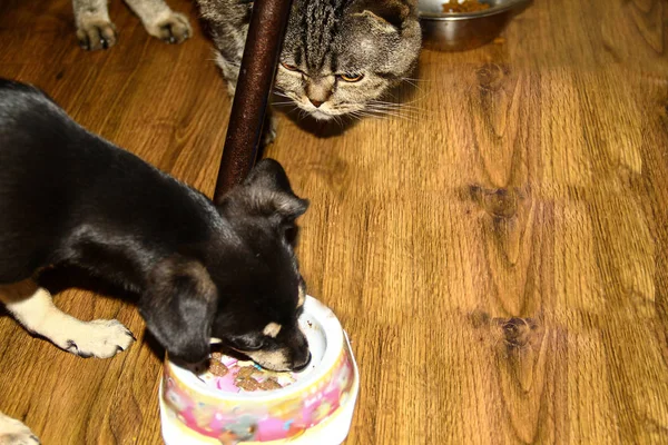 Chihuahua dog eats food, while the cat is waiting in line