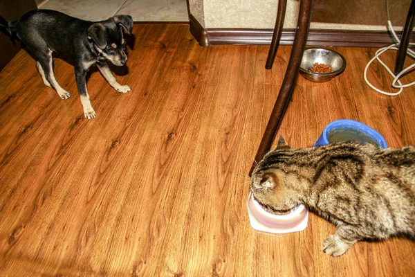 Eine Katze Frisst Futter Und Ein Chihuahua Hund Wartet Der — Stockfoto